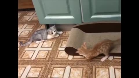 When Cats meet in one house 😩