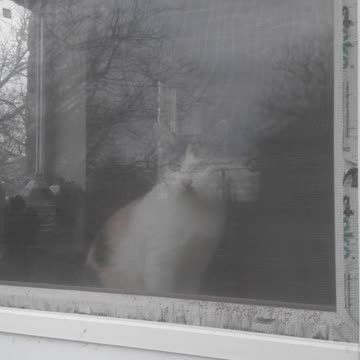 Dora looks out into the yard