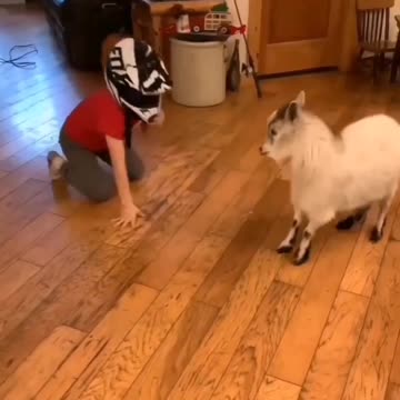 Playing with Animals