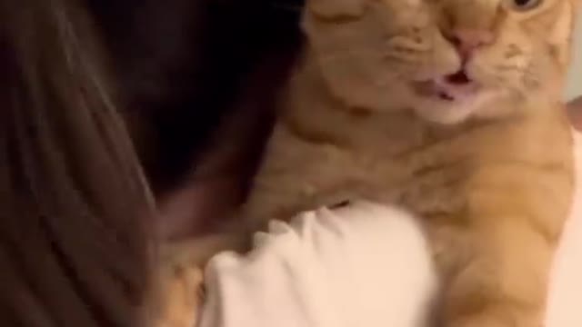 Trending funny cat videos