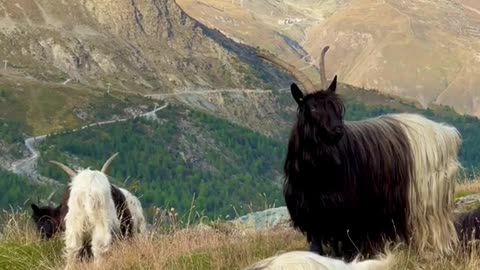 Meet the Longhair Goats in Zermatt