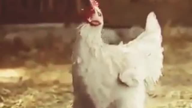 OMG So Funny Chicken Dance ♥ Best Funny Chicken Video 2021