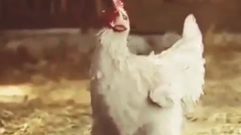 OMG So Funny Chicken Dance ♥ Best Funny Chicken Video 2021