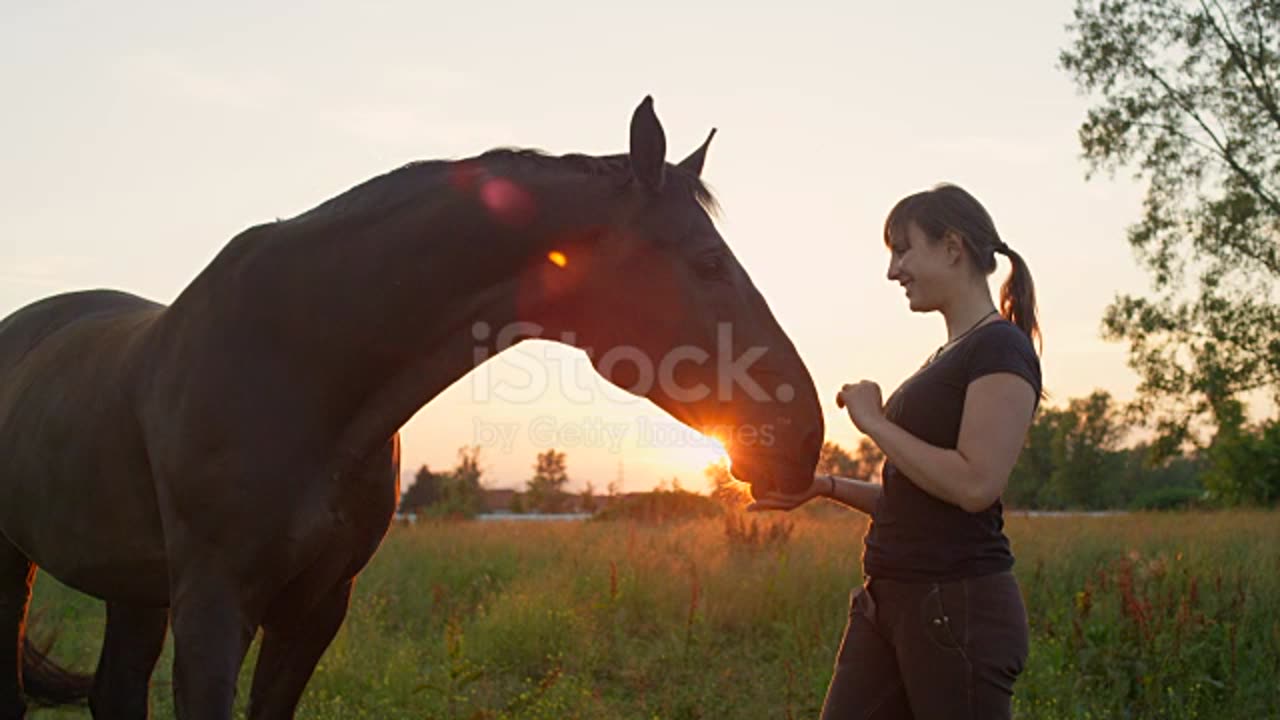 how to feeding to hores #animal #horse #feeding #food