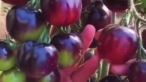 Black tomatoes