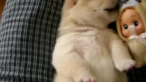 Sleepy cute doggy