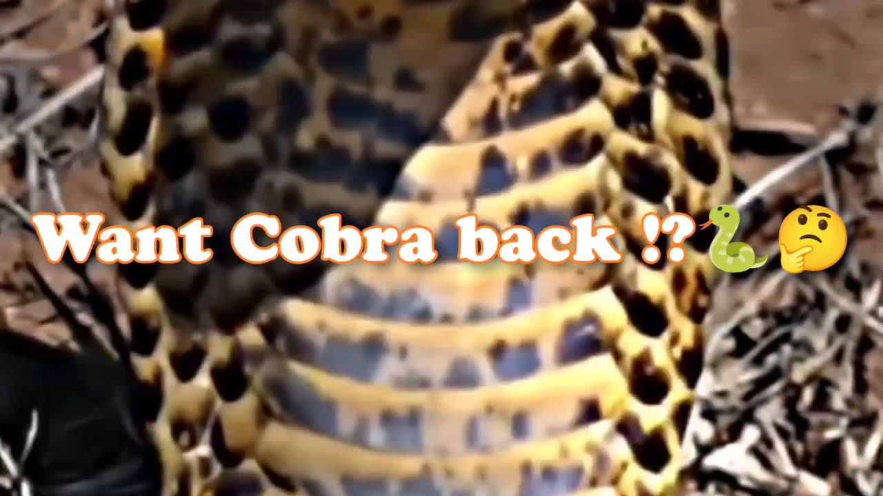 Want Cobra back 🐍🤔