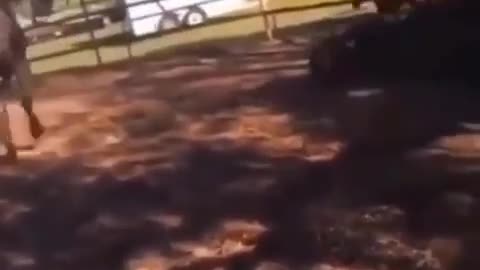 Horse KO