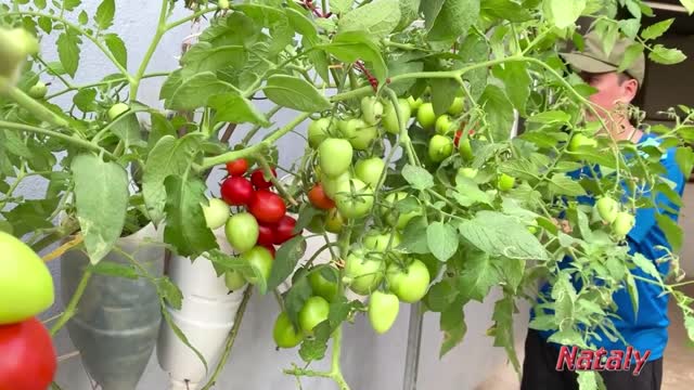 Growing Tomatoes in the Yard