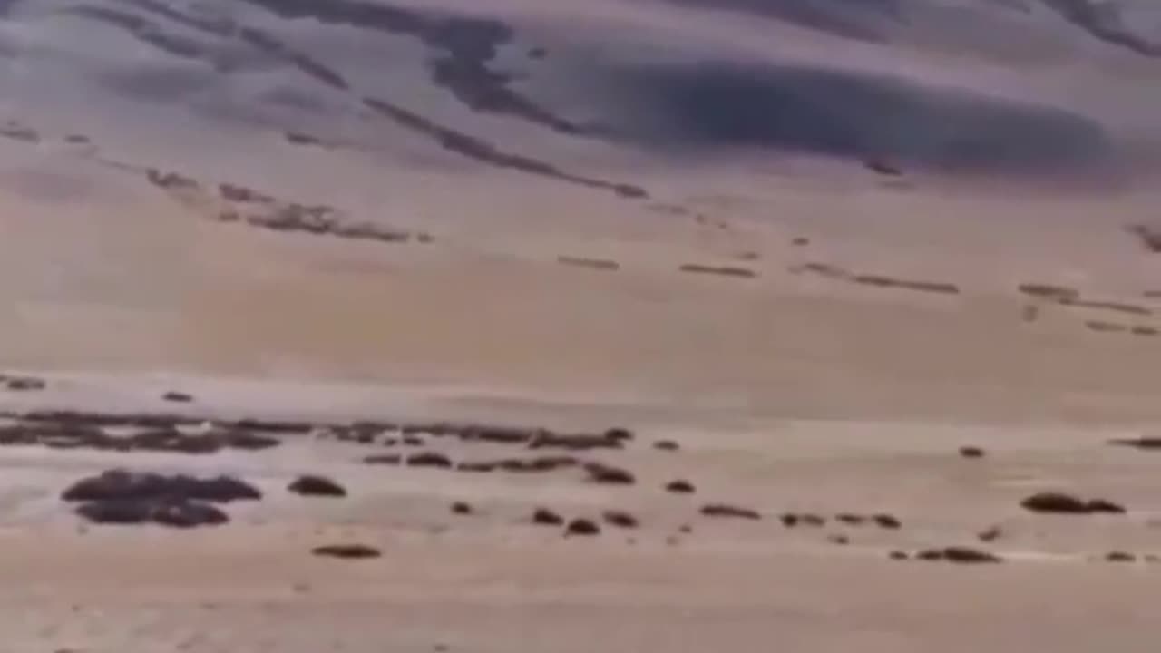 Wildlife in closer view with a natural perspective.