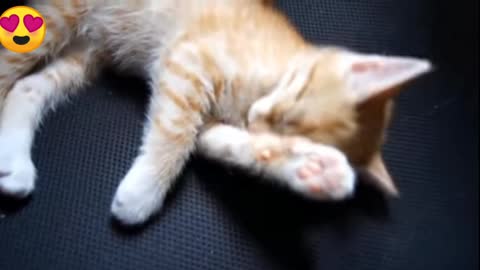 Lovely cat 🐈 reaction