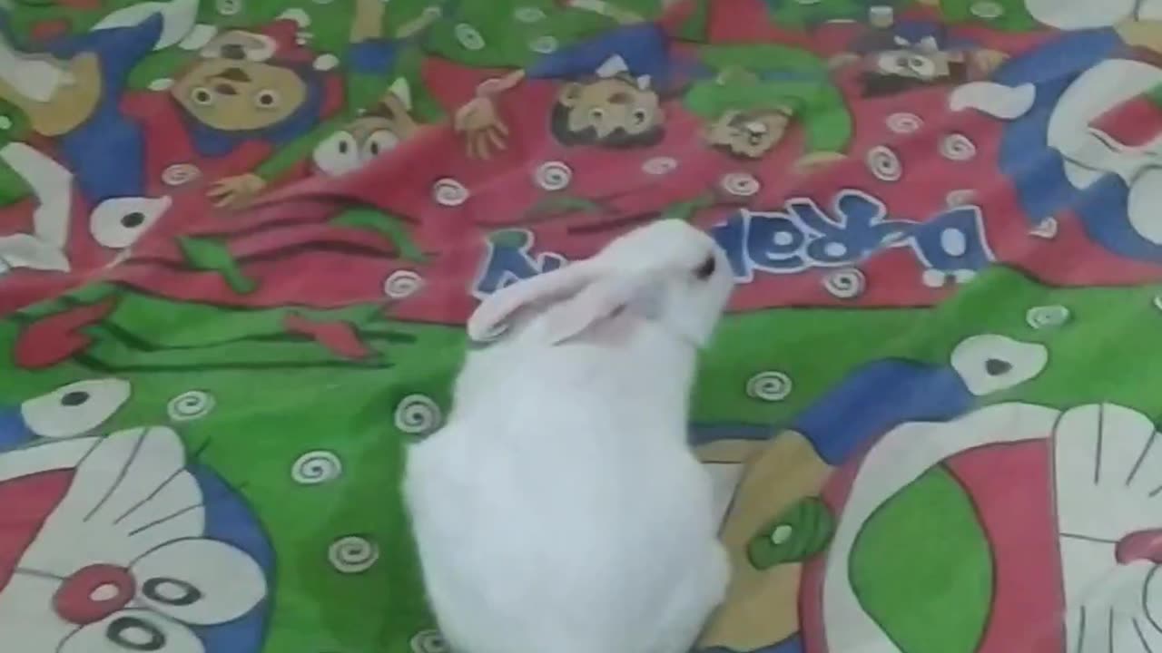 Rabbit show