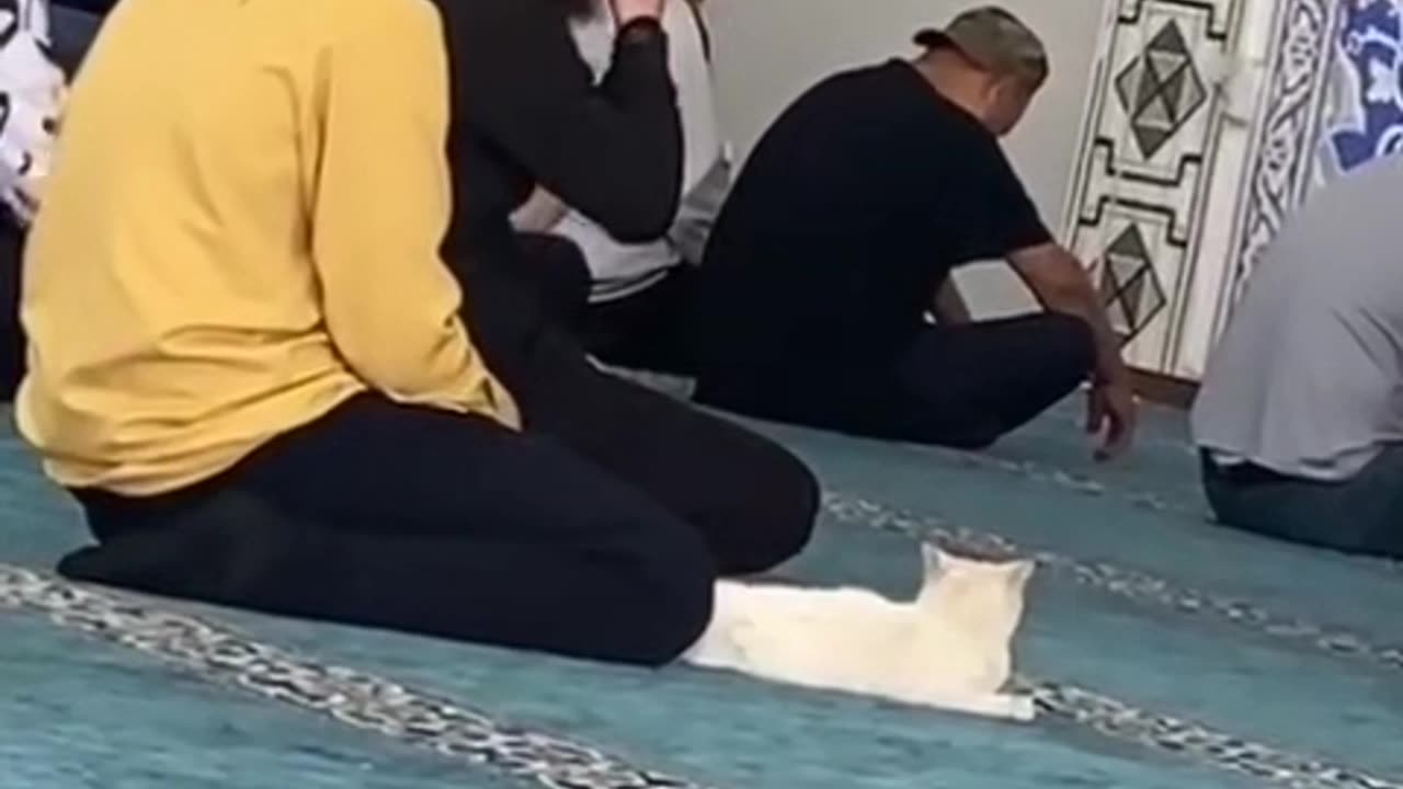 Cats Animal Pray in Majid