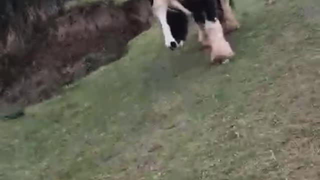 Herd of Horses Chases Man for Carrots