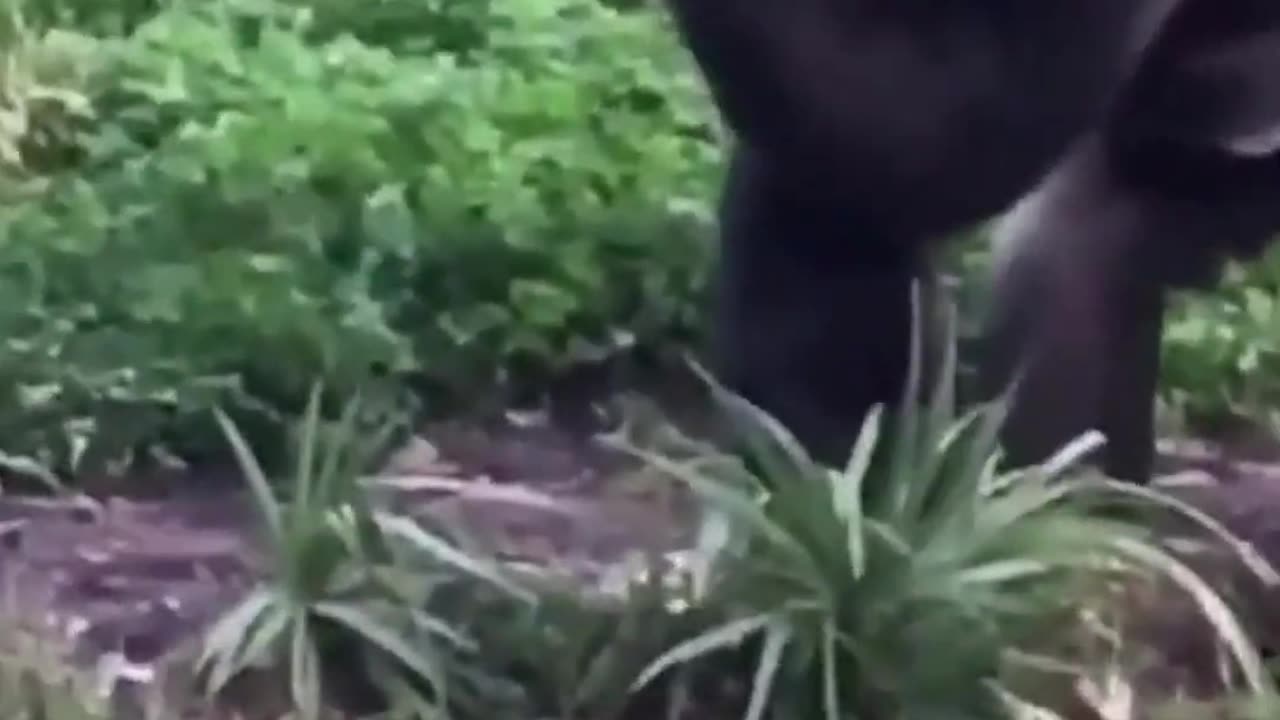 gorilla funny