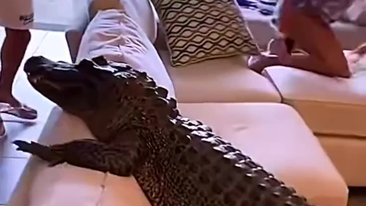 Alligators invade Florida