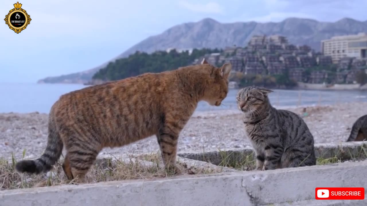 Cat fighting the most bloodiest stamina