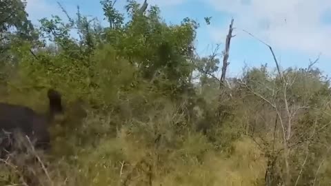 Eagle and Snake fight😱