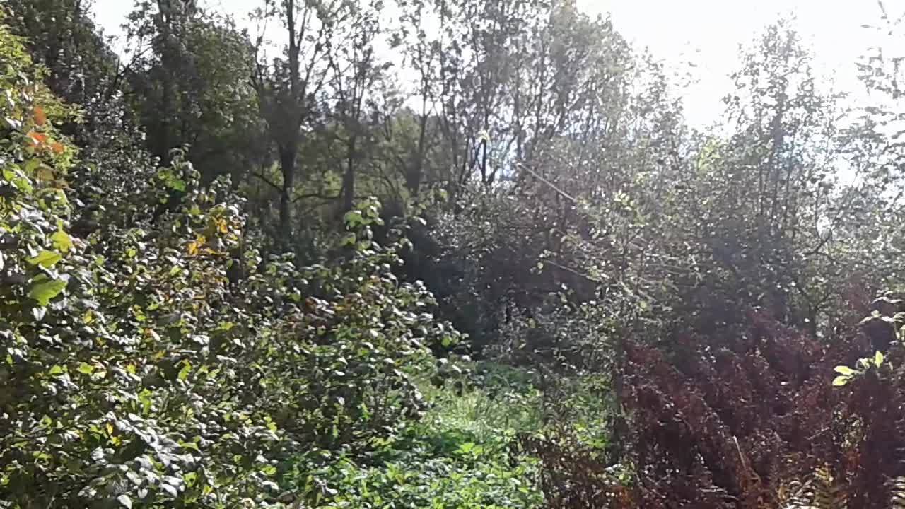 Przycinanie drzew i krzewów owocowych