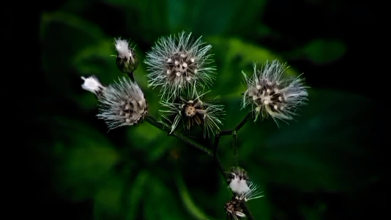 Photography small flower click