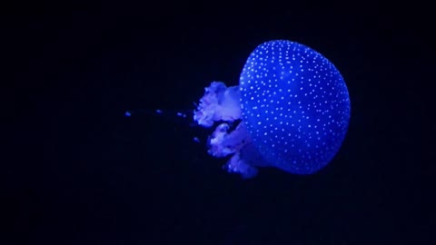 a jellyfish glowing in aquarium