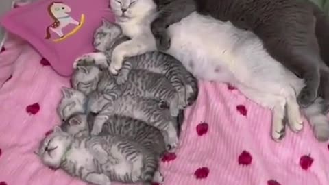 Cat family