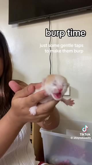 Baby kitten new born baby kitten