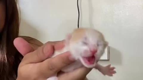 Baby kitten new born baby kitten