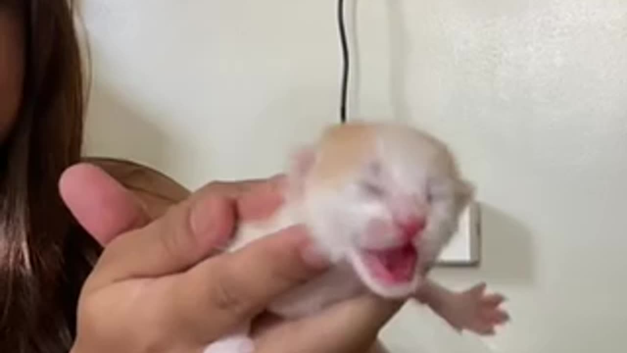 Baby kitten new born baby kitten