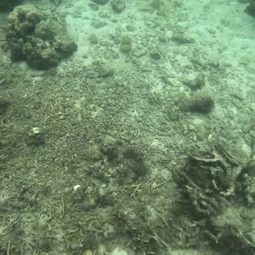 Snorkeling Day, The Reef is Coming Back Alive