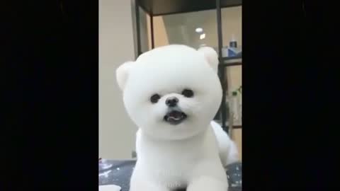 Cute And Funny Pets