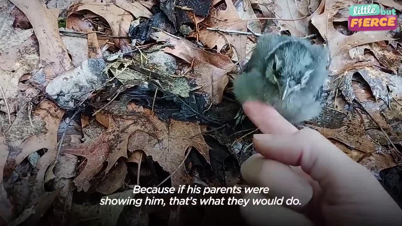 Family Rescues A Baby Blue Jay | The Dodo Little But Fierce