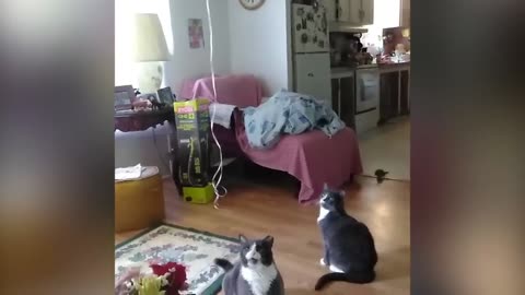 If you like cats or animals, don't forget to follow and like the video