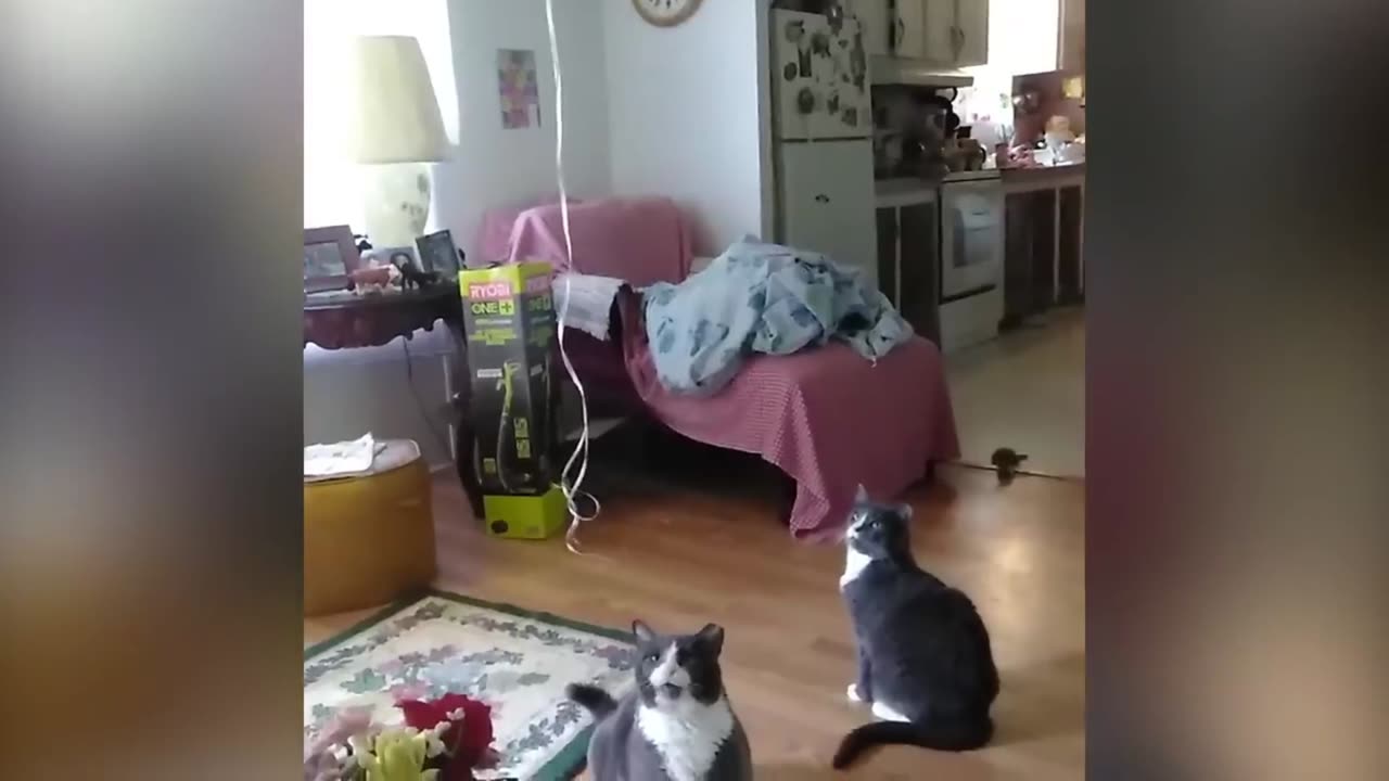 If you like cats or animals, don't forget to follow and like the video