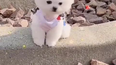 Cute 😘 Pomeranian puppy video | dog videos | Cute puppy shorts | puppies videos | #shorts #puppy