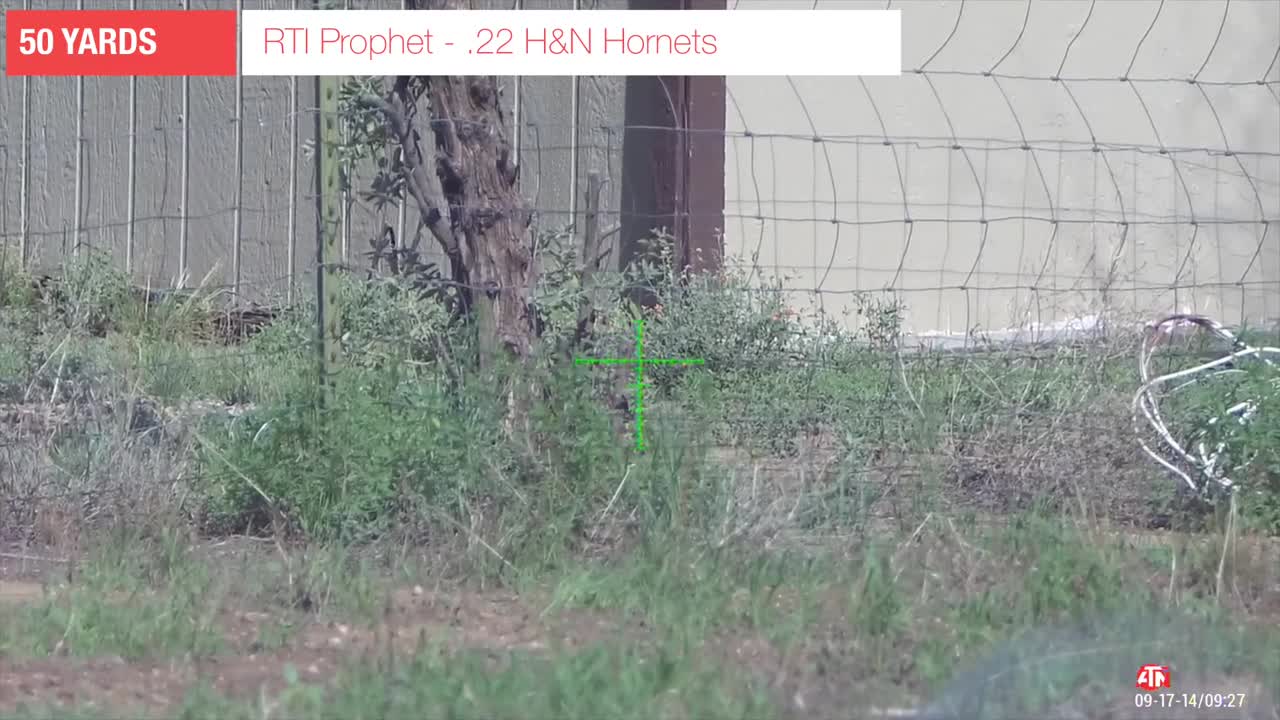 Airgun PEST Control - Squirrel Infestation - RTI Prophet Performance .22 + H&N Hornets go SMACKING!