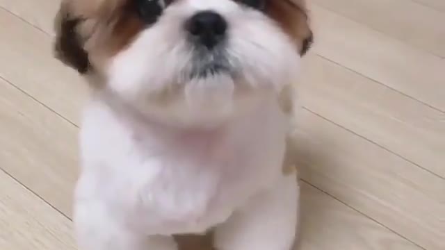 Cute and cute dog