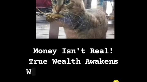 Unbelievable! Cat Proves Money Isn't REAL!