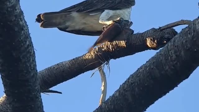 kite with breakfast