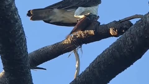 kite with breakfast