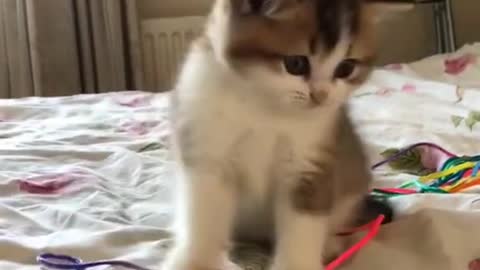 funny cat video cute kitten baby cats