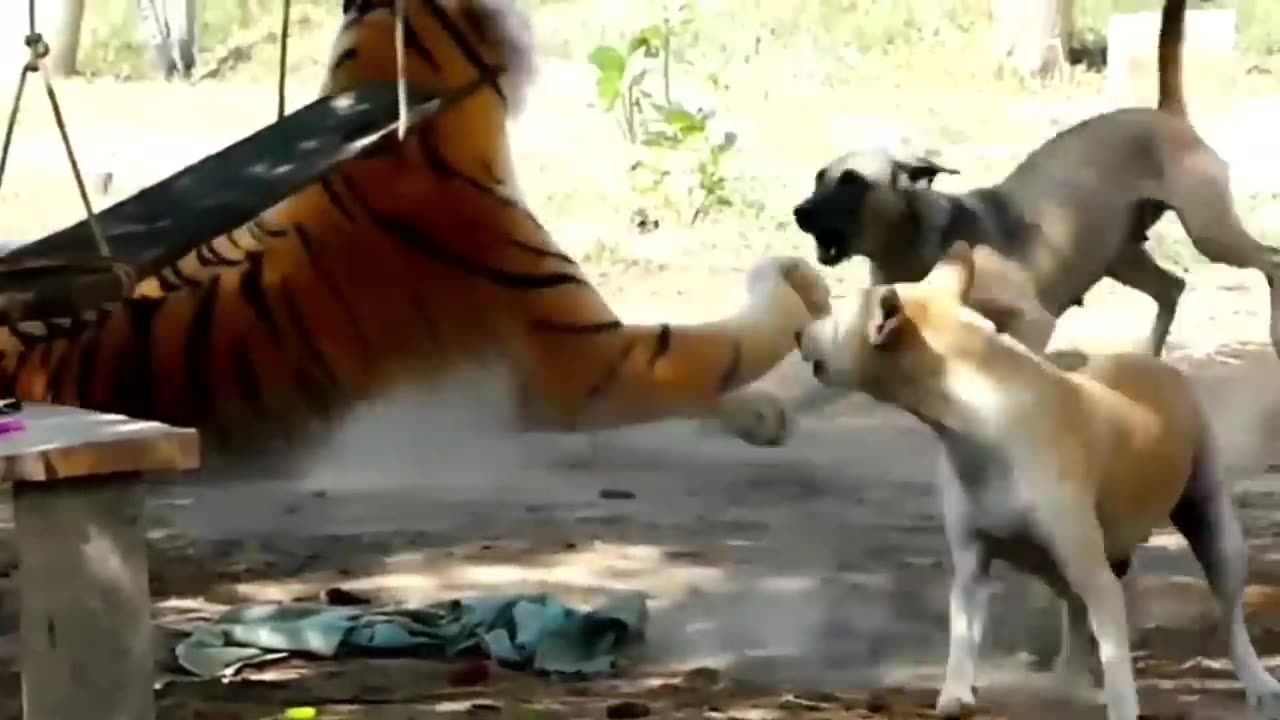 dog prank with fake tiger doll