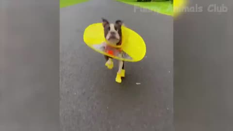 Funny vidéo animals 2023