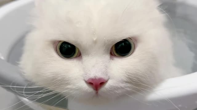 Look at this cat with a big face