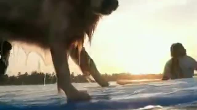DOG PLAYING IN TH E WATER # DOG VIDEOS # ITS JUDAMI # #SHORTS