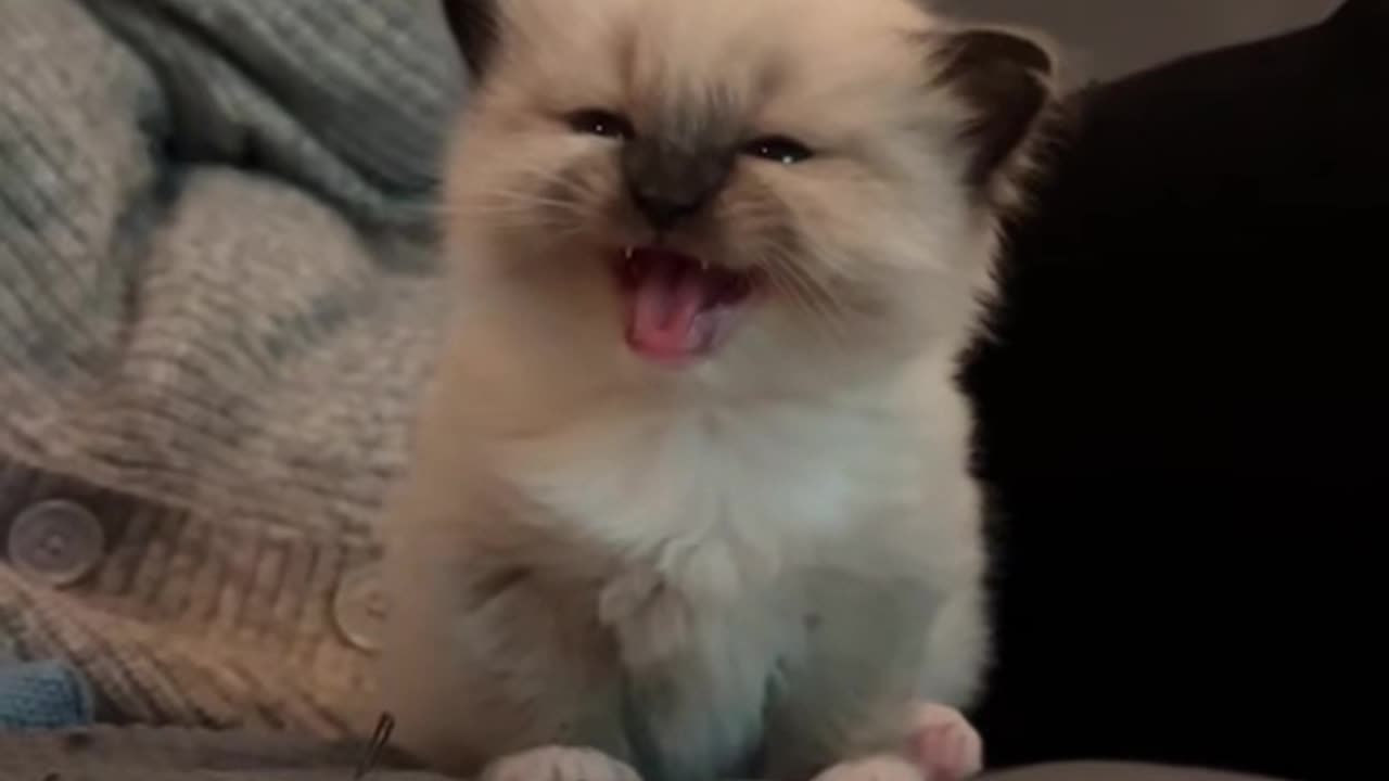 “Adorable Cat Shenanigans: Prepare for Cuteness Overload!”