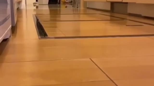 When the human says food is ready๐๐