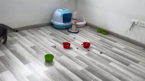 Funny animal