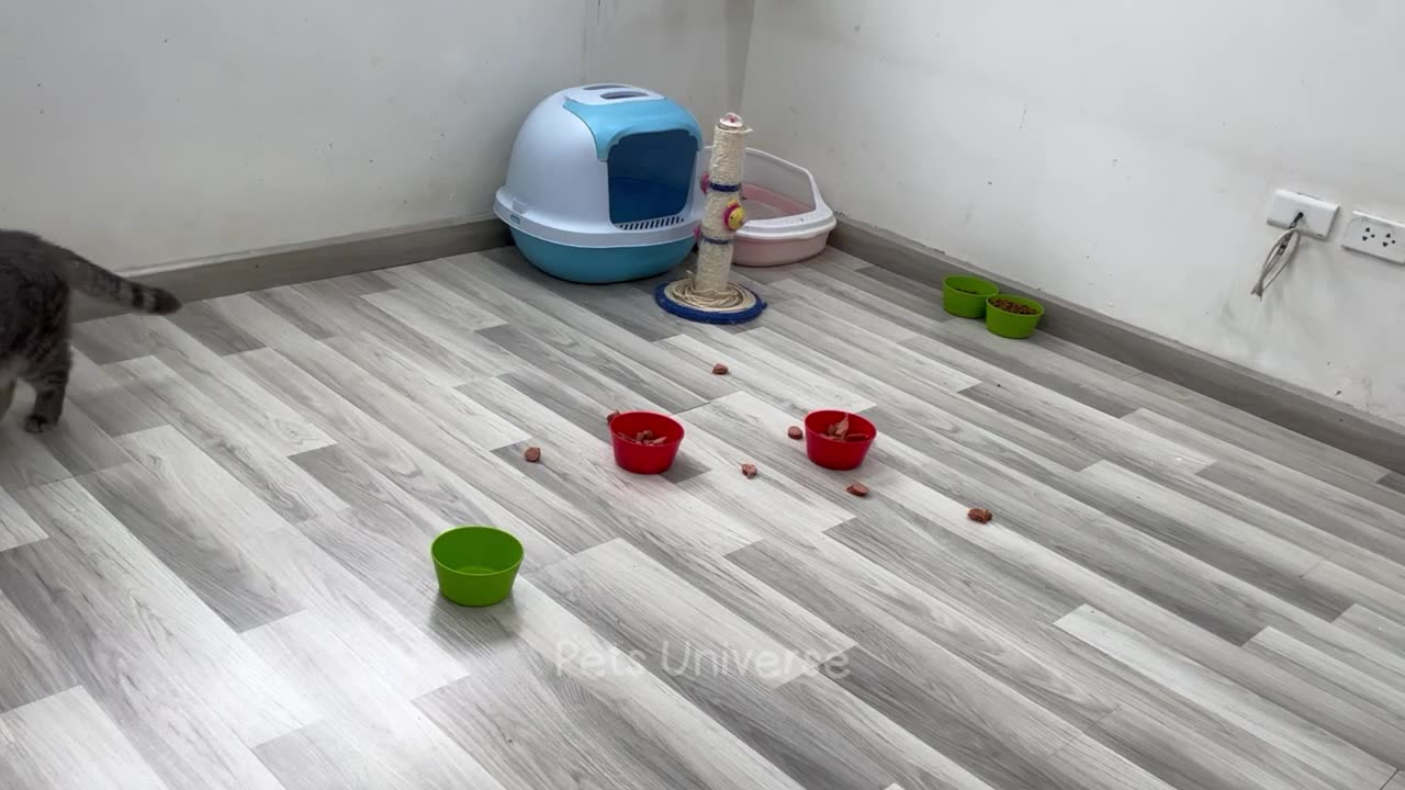 Funny animal