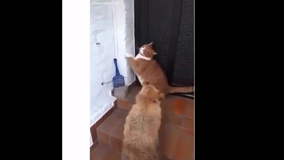 Funny Cats Cute Cats Video to Make You Laugh 😀